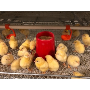 燧光家禽养殖灯成功应用在肉食鸡养殖场